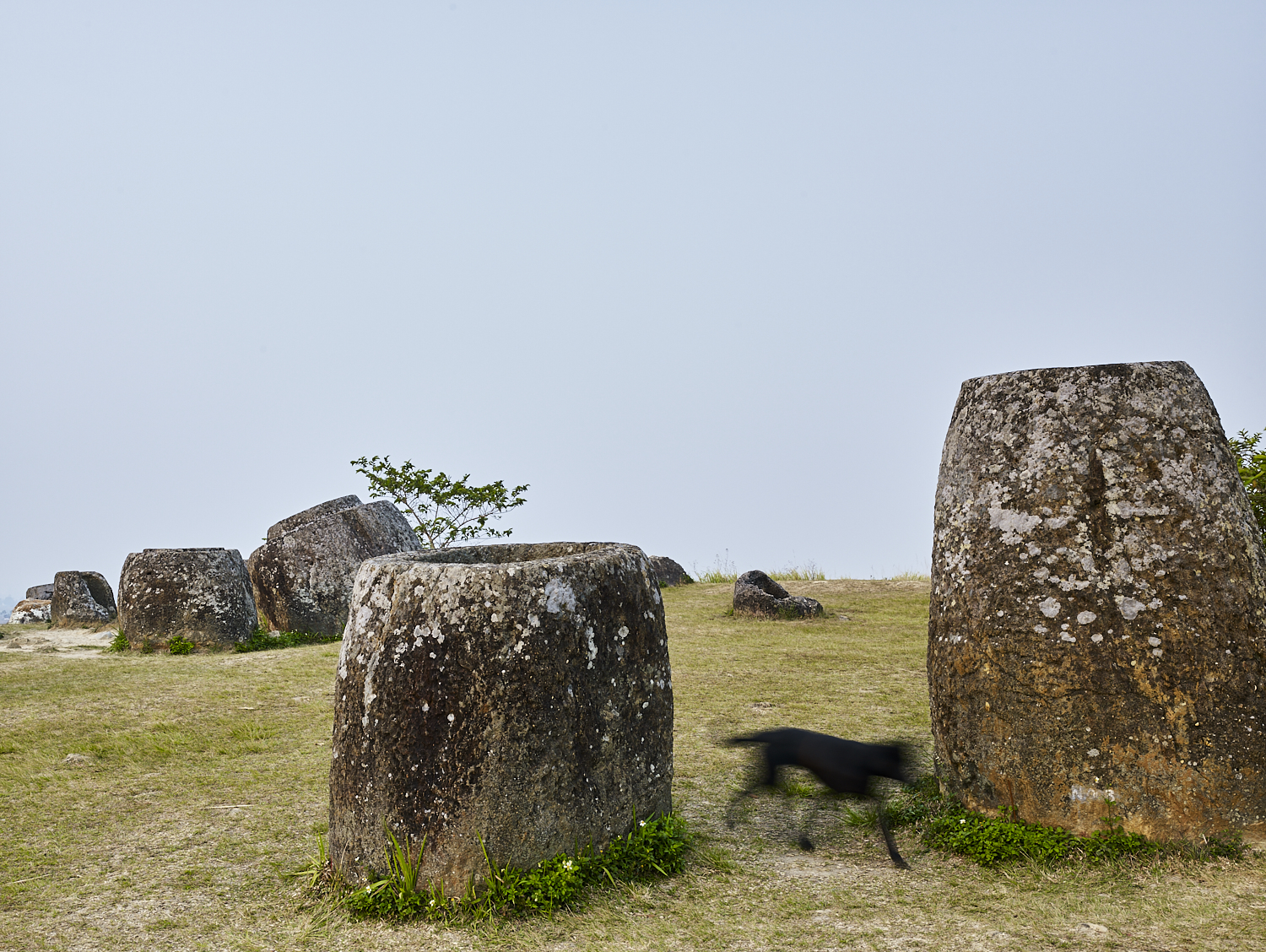 Black dog with jars, Plain of Jars, Xiang Khouang Plateau, Laos, 2016